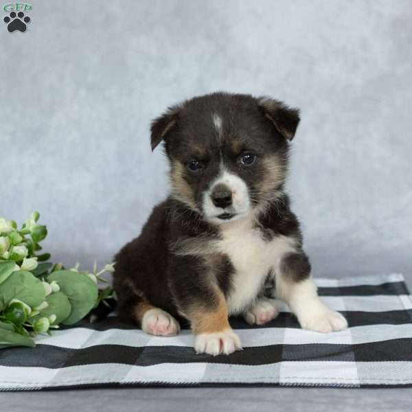 Katie, Pembroke Welsh Corgi Puppy